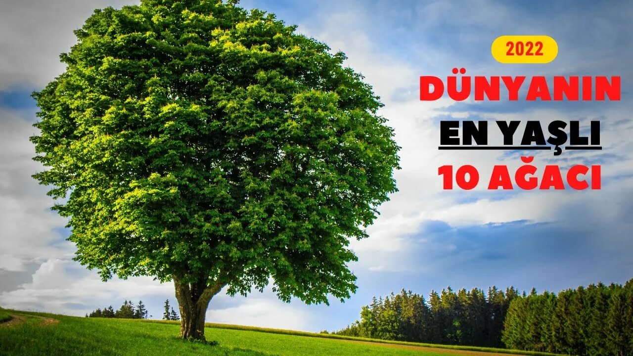 hd wallpaper of nature for desktop (1920x1200) Green trees, Weird trees, Dream l