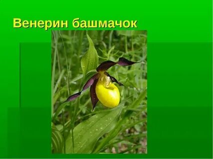 Венерин башмачок класс