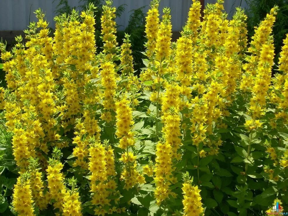Эремурус ширяш. Вербейник lysimachia punctata. Бузульник пржевальского ligularia przewalskii. Как называется цветы длинные желтые. Вербейник лизимахия.