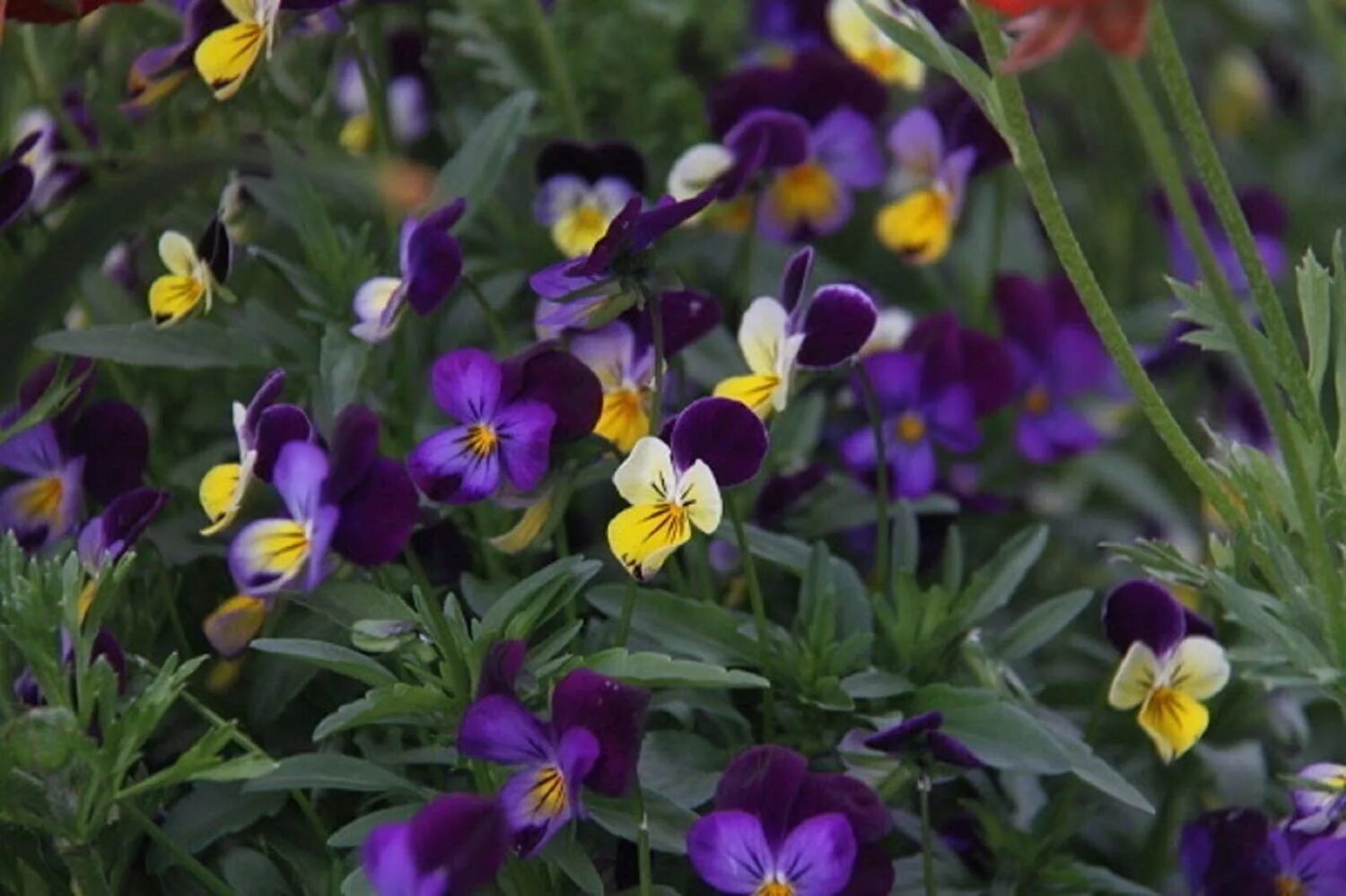 виола рогатая выращивание из семян. виола рогатая выращивание из семян. виола многолетняя (фиалка рогатая). фиалка рогатая ребекка кавторн. виола рогатая (viola cornuta) "penny f1" (purple picotee).