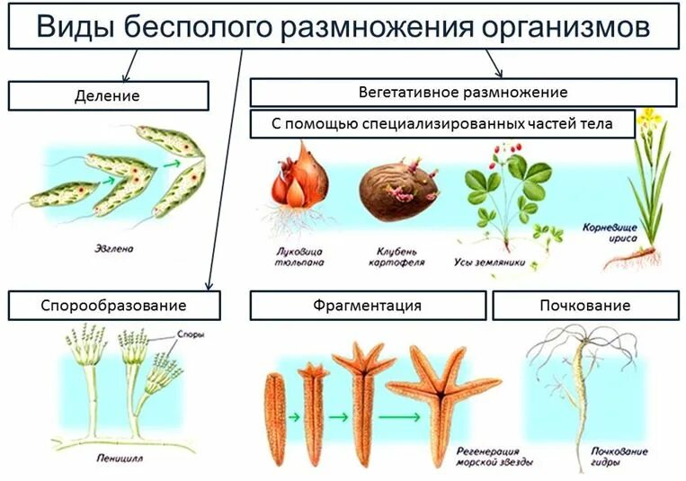 Отличия бесполого размножения. Бесполое размножение формы бесполого размножения. Схема бесполого размножения растений. Формы бесполого размножения организмов. Деление способ бесполого размножения.