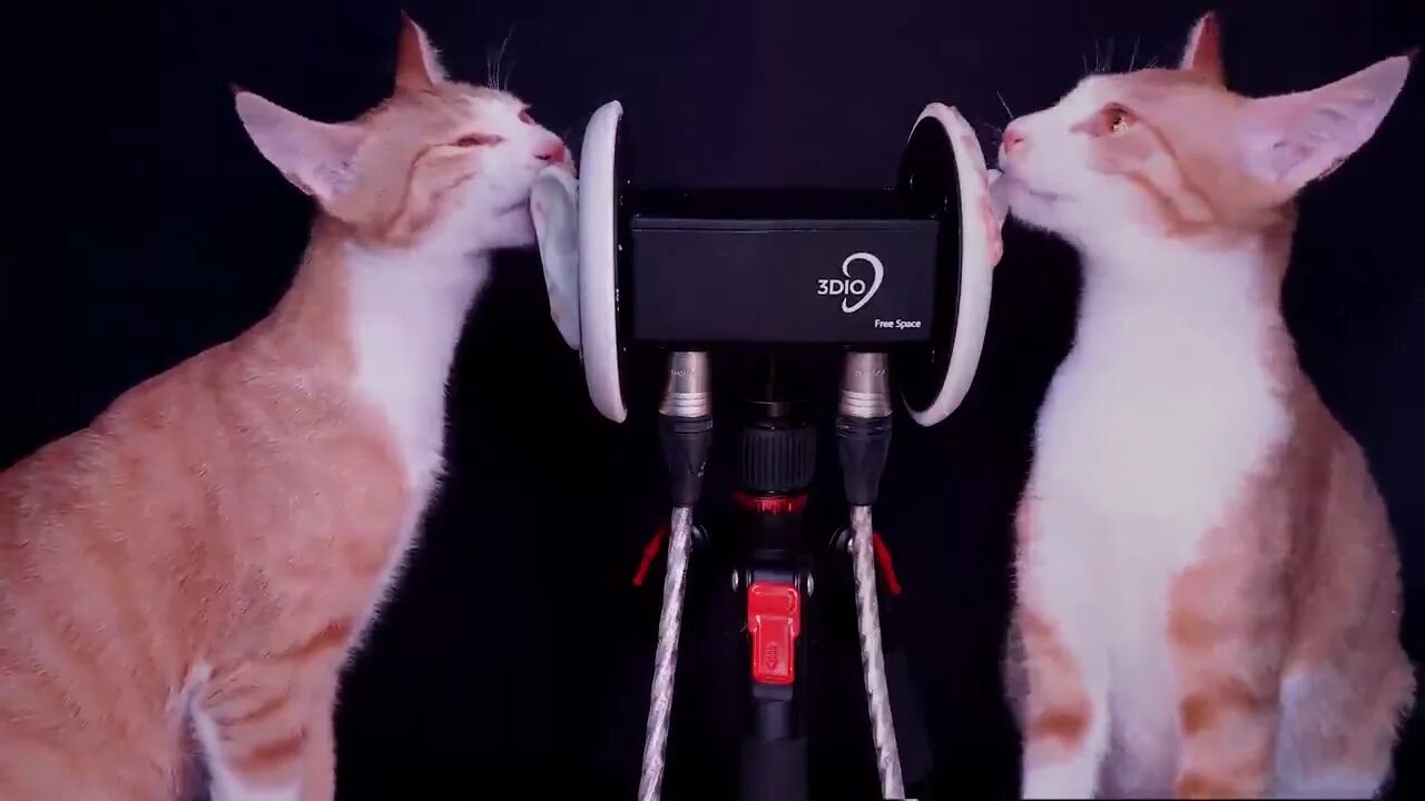 Включи кошачье радио