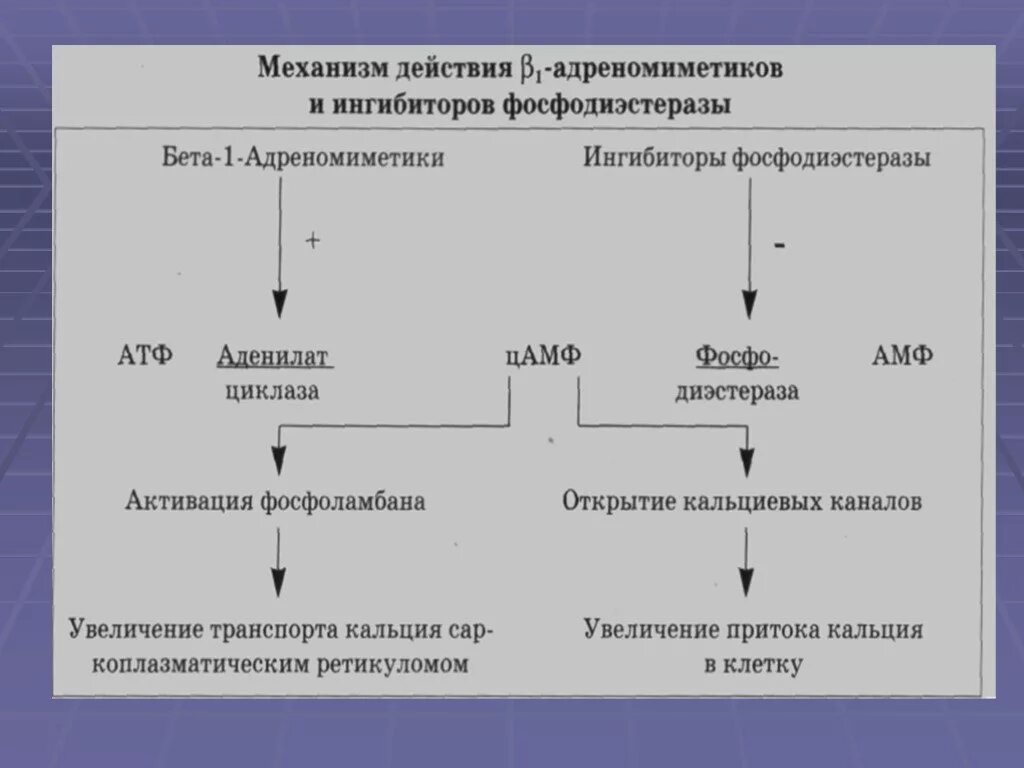 Бета 1 адреномиметики механизм действия. Механизм действия адреномиметиков схема. Бета 2 агонисты механизм действия. Адренорецепторы механизм действия. Action действие