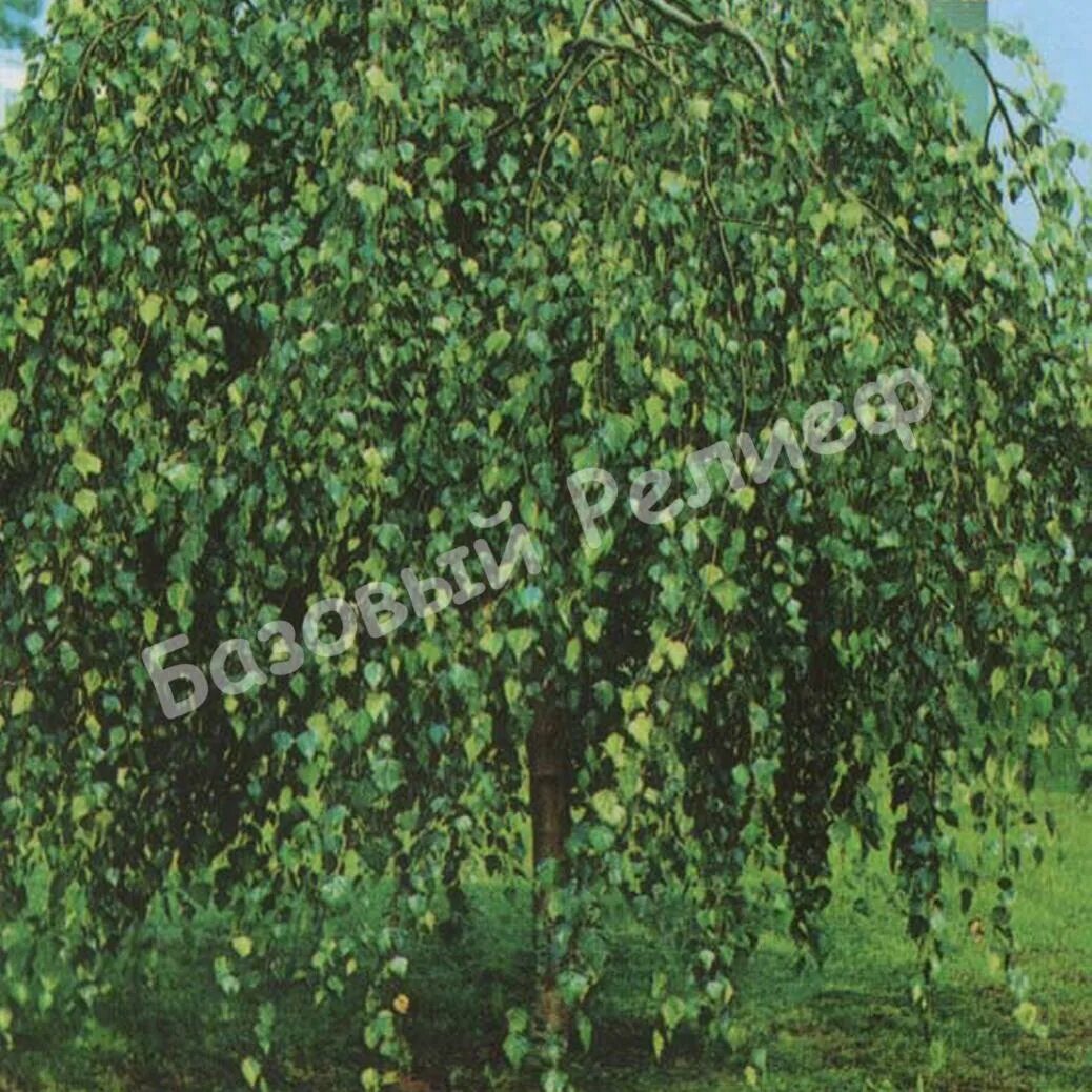 Betula pendula (берёза бородавчатая (повислая) 'youngii'. Береза пендула юнги. Береза многолетнее растение. Береза многолетнее растение. Ива повислая.