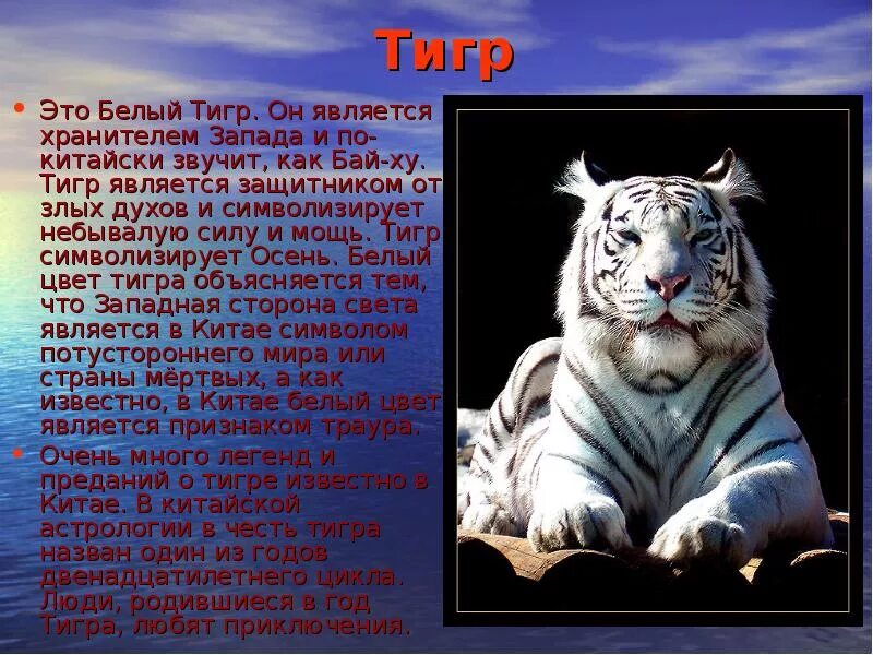 Белый тигр 2 класс. Легенда о животных. легенда о тигре. предание о животных. легенды о животных 2 класс.