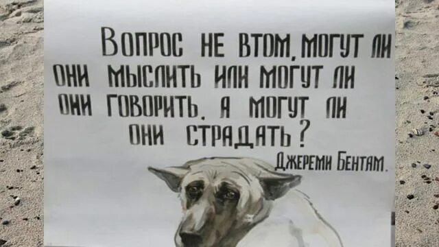 Девиз животных. Лозунги в защиту животных. лозунги про животных. призыв к защите животных. девиз про защиту животных.