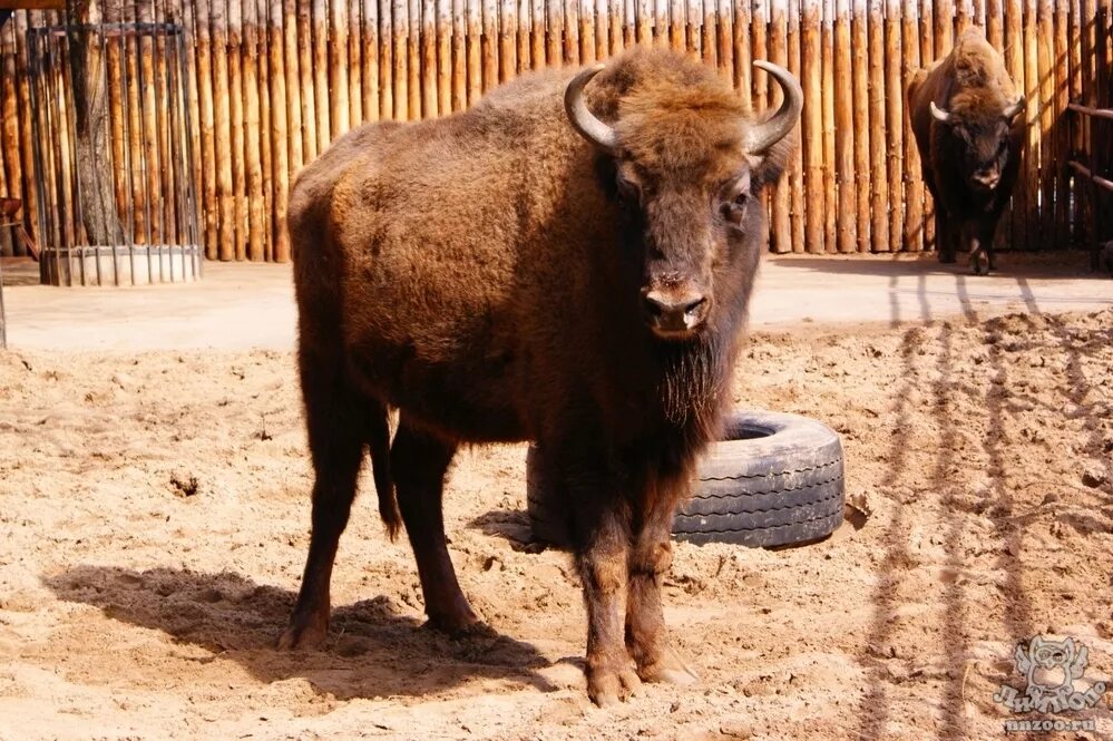 Зубр в зоопарке сочи. Минский зоопарк зубр. Зубр фото. Зубр в московском зоопарке. Bison bonasus.