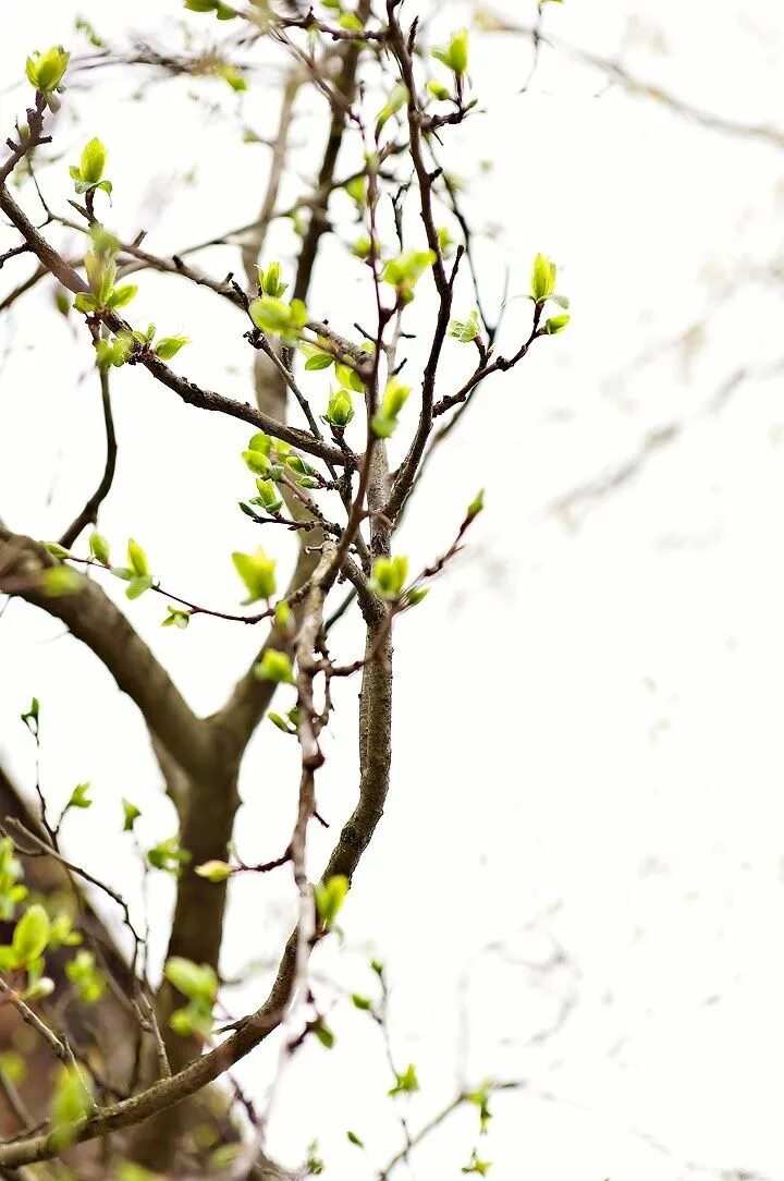 Spring start