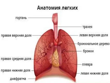 Легкое окр