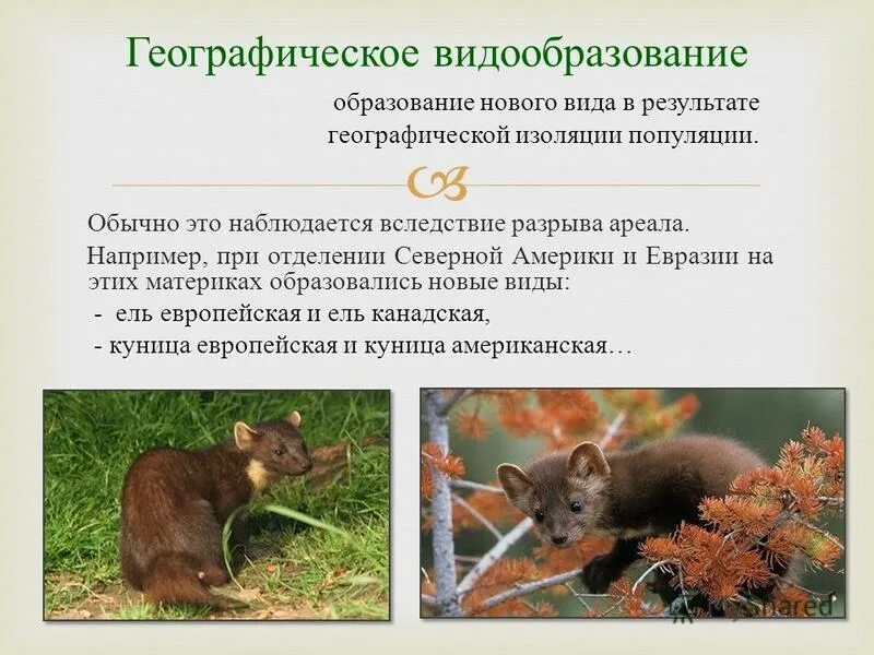 Экологическое видообразование рыбы цихлиды. Экологическое видообразование синицы. Видообразование цихлиды озера малави. Видообразование процесс возникновения новых видов. Видообразование животных.