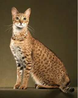 Самый 1 кот