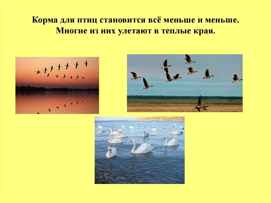 Почему в теплые края. Теплые края. сезонные миграции птиц. как выглядят теплые края. птиц становится меньше.