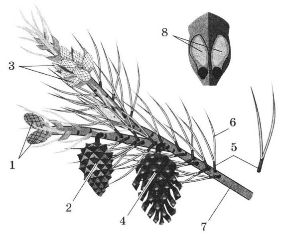 Побег сосны с чешуевидными и игловидными листьями