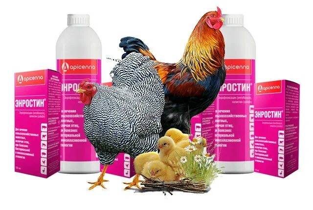 Ветеринарные препараты для кур. Энростин для кур несушек. Антибиотик для кур Энростином.