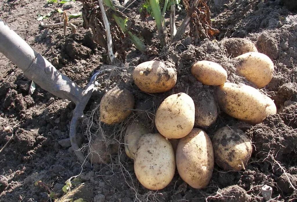 Картофель первого урожая. Картофель сорт Айдахо. Копка картофеля сорта Аван. Выкапывание картофеля. Выкопали картошку.