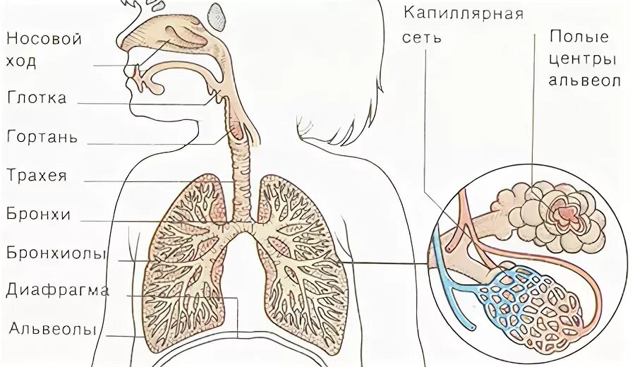 Воздух из трахеи попадает в альвеолы легких. Воздух из трахеи попадает в альвеолы легких