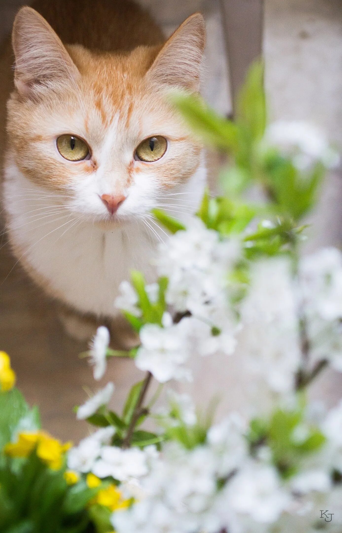 Весенняя кошечка. Весенние коты. Красивые кошки. Кошечка с цветами.