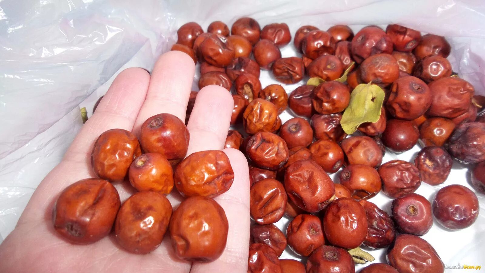 Ягода коричневого цвета. Унаби Джида. Финик Зизифус. Джида Зизифус. Финик унаби.