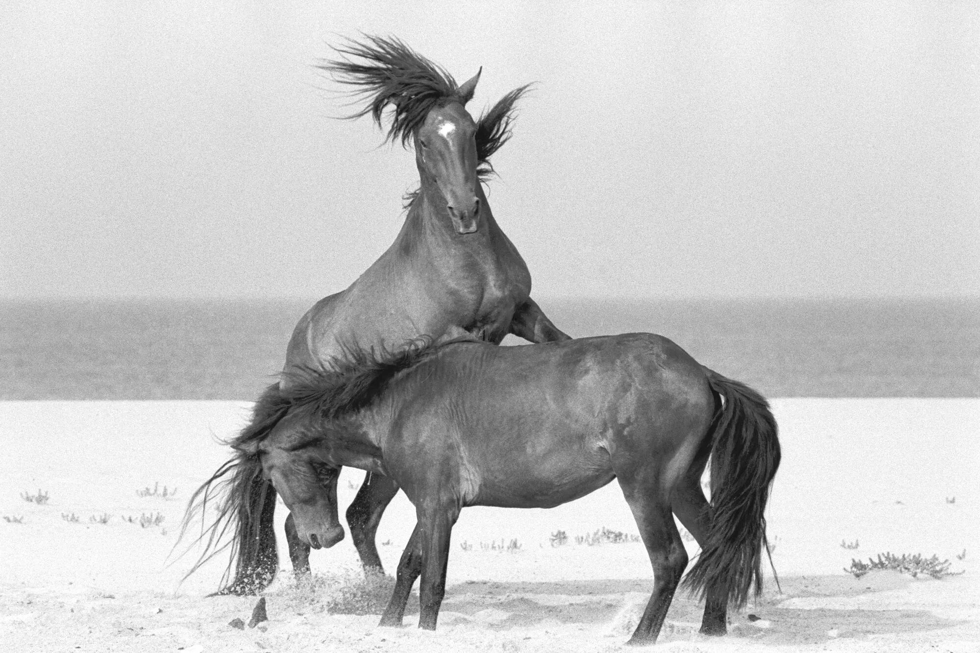 Wild horse islands the hunt. Дикие лошади острова Сейбл. Табун с острова Сейбл. Остров кони. Остров лошадей.