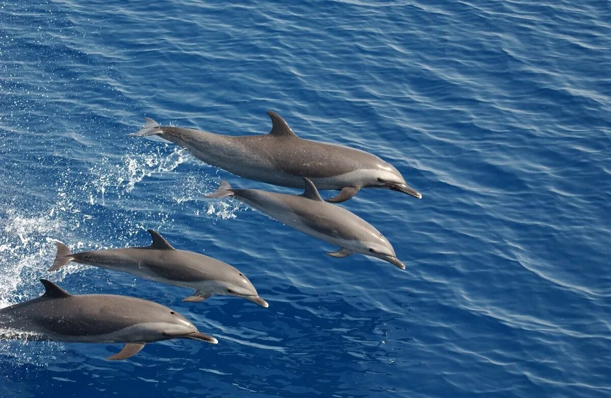 Черноморский афалин черный. Белобочка и афалина. Дельфины афалины черного моря. Дельфины краснодарского края. Дельфины афалины черного моря.