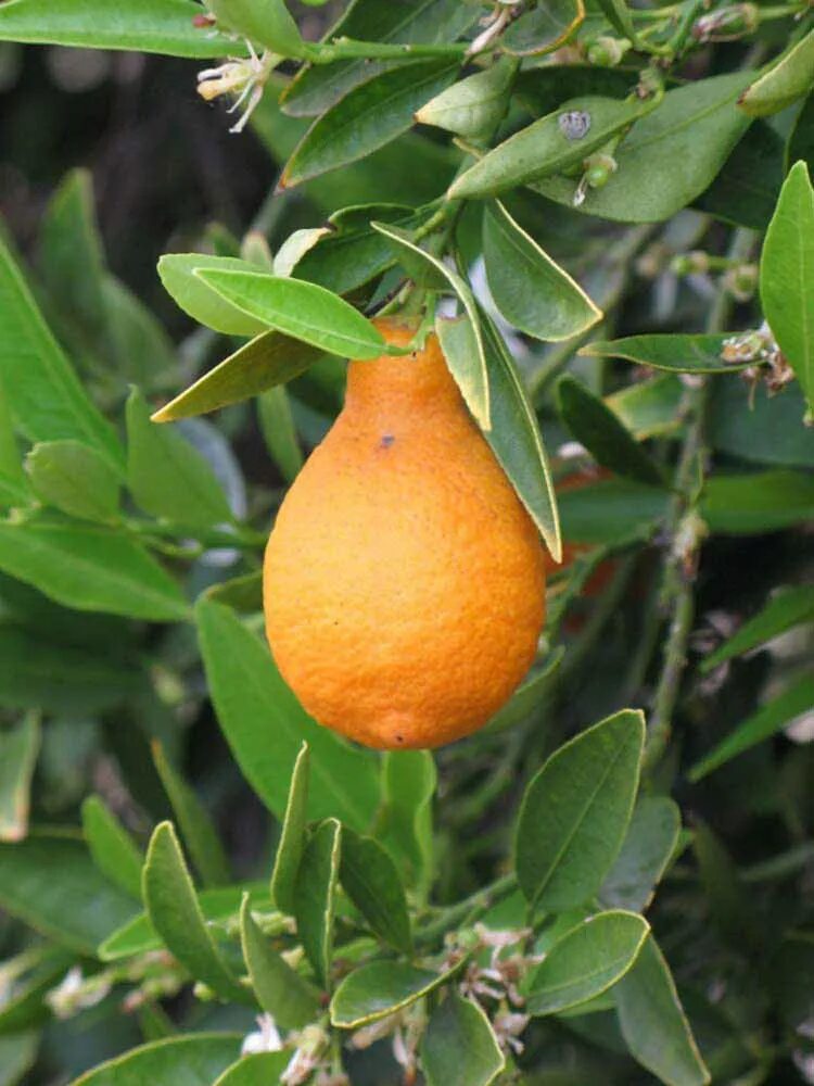 Оранжекват ниппон. Оранжекват ниппон. Оранжекват. Тыква кумкват. Оранжекват ниппон.