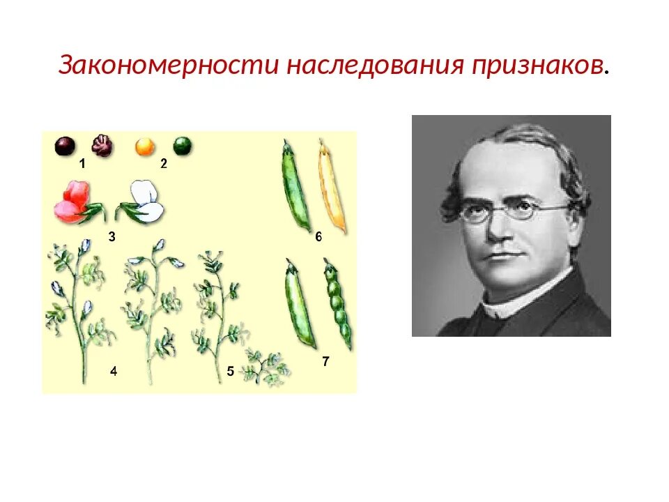 Закономерности наследования признаков. Закономерности наследования признаков 9 класс биология. Основные закономерности наследования признаков у организмов. Закономерности наследования признаков у человека.