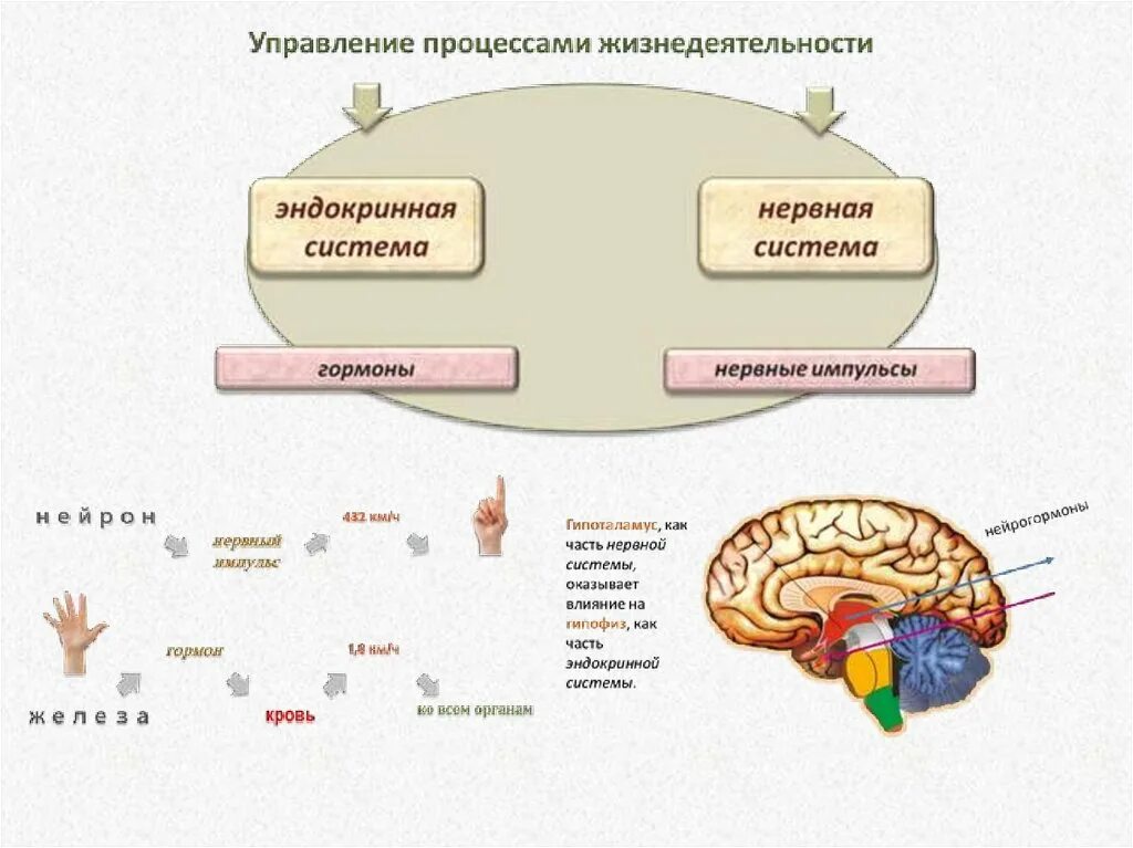 .Система желез внутренней секреции. Функции. Нервная регуляция эндокринной системы. Эндокринная система животных регуляция функций. Орган объединяющий деятельность нервной и эндокринной систем. Гормон центральной нервной системы