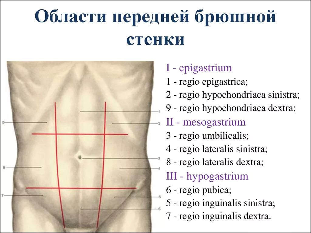 Хирургический латынь. Передняя брюшная стенка области топография. Топография живота области передней брюшной стенки. Топография передней брюшной стенки схема. Отделы передней брюшной стенки анатомия.