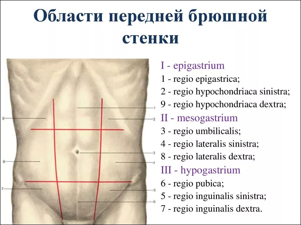 Средняя часть живота. Передняя брюшная стенка области топография. Топография живота области передней брюшной стенки. Топография передней брюшной стенки схема. Отделы передней брюшной стенки анатомия.