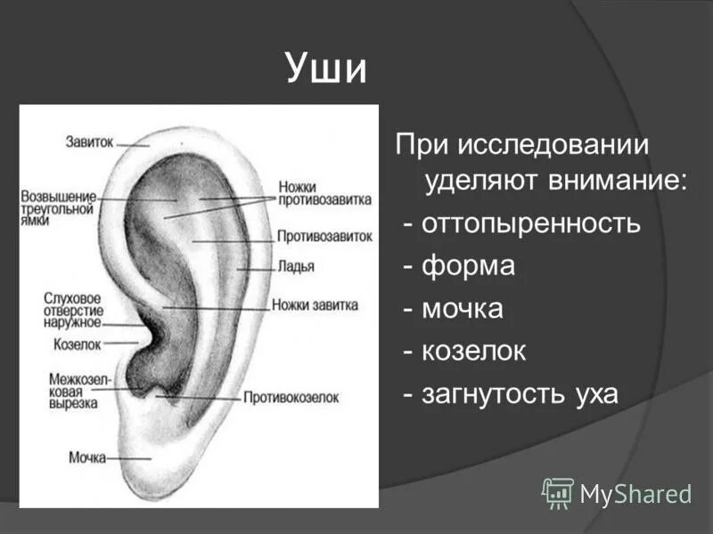 Характеристика уха человека