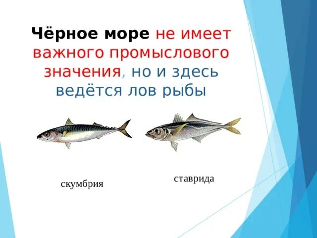 Почему численность промысловых рыб. Какие рыбы имеют промысловое значение. Как кие рыбы имеют промысловное знание. Значение промысловых рыб. Значение промысловых рыб для человека.