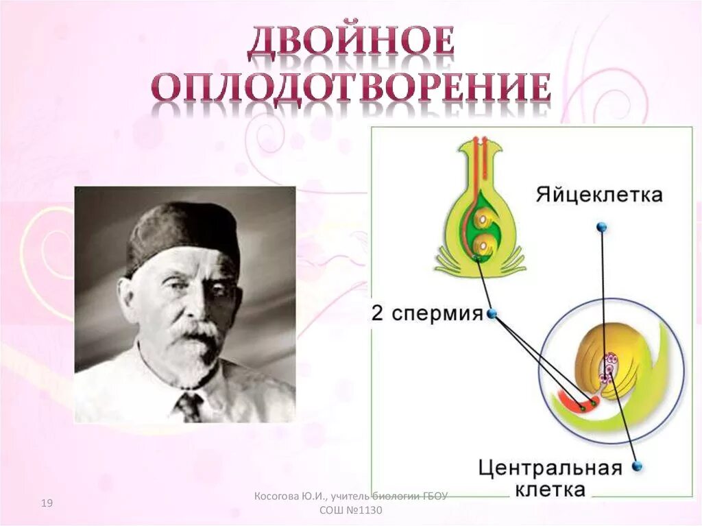 Навашин двойное оплодотворение. Сергей навашин двойное оплодотворение. Гаврилович навашин открыл в 1898 году. Навашин вклад в биологию 6 класс. Сергей гаврилович навашин двойное оплодотворение.