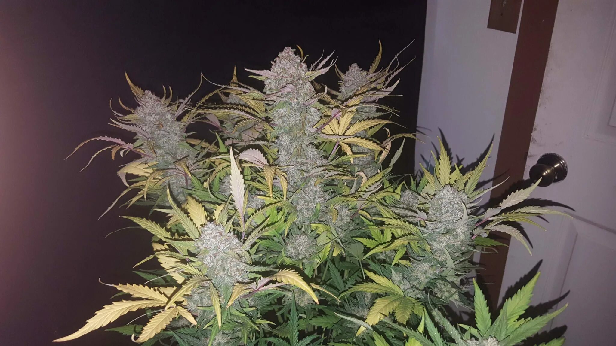 Аутдор репорт. FASTBUDS упаковка. Hollywood Stardawg auto. Stardawg. Grow report