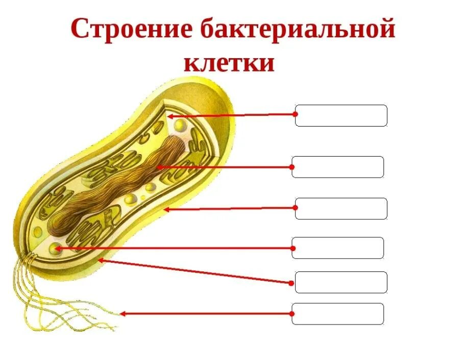 Строение клетки бактерии рисунок. Строение бактериальной клетки 5 класс биология. Строение бактериальной клетки рисунок с подписями биология. Схема строения бактериальной клетки биология 7 класс. Строение бактериальной клетки 6 класс биология.