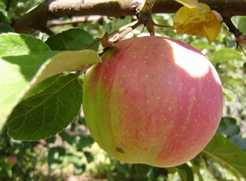 Яблоня мельба. Яблоня полукультурная "заветное". Яблоня сорт брусничное. Яблоня сорт брусничное. Яблоня брусничное описание сорта.