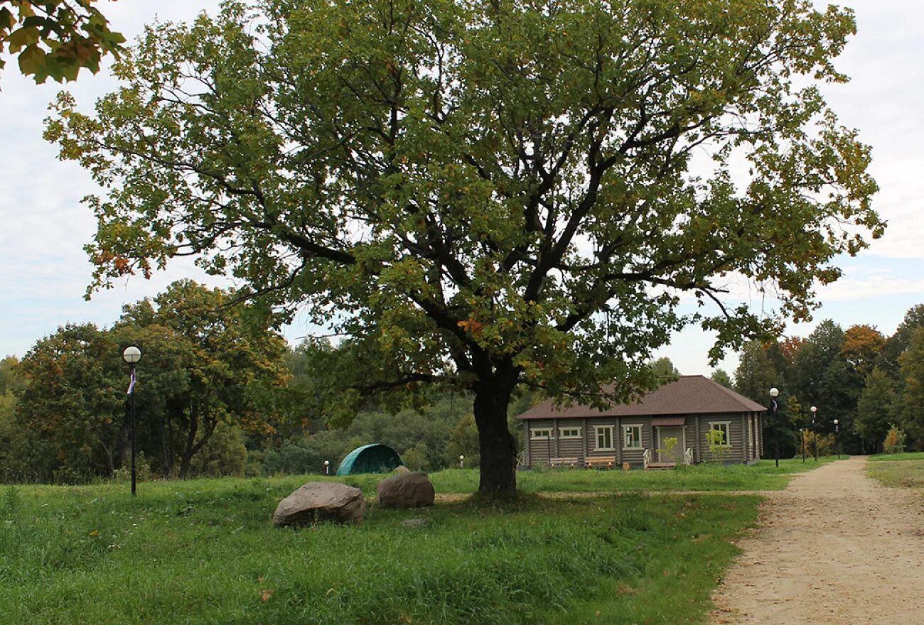 дуб черешчатый дерево. лимузенский дуб. раскидистое дерево дуб. спасское лутовиново тургеневский дуб. парк дуба посёлок дубовое.