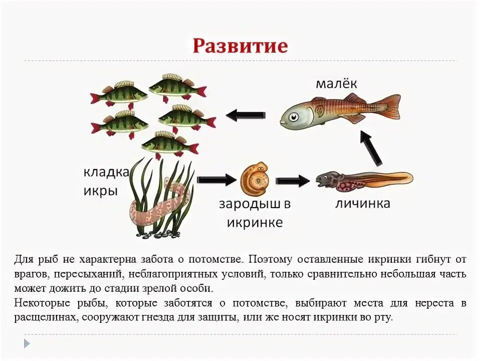 Тест рыбы 7 класс биология с ответами. Презентация внешнее строение рыбы 7 класс по биологии. Таблица по биологии 7 класс на тему внутреннее строение рыбы. Таблица по биологии 7 класс по теме внутреннее строение рыб. Строение и размножение рыб.