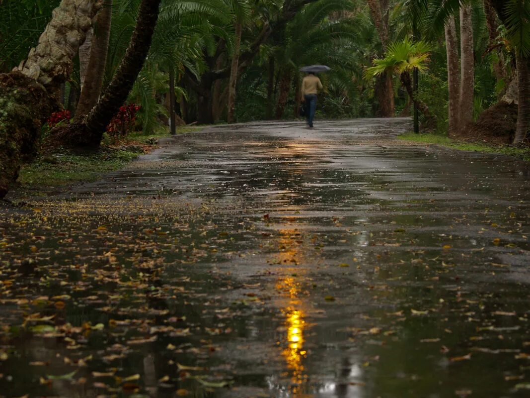 Дождь. Дождь фото. Природа под дождем. Дождливый парк.