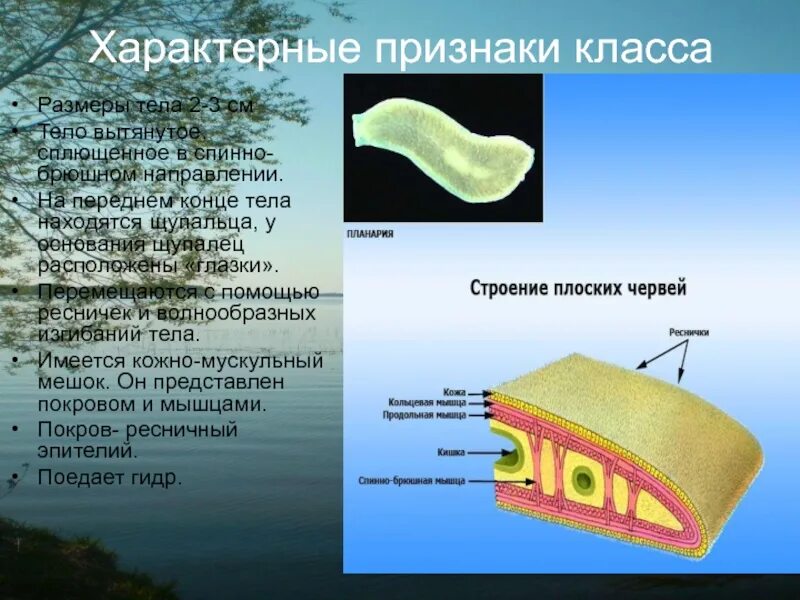 Спинно брюшном направлении