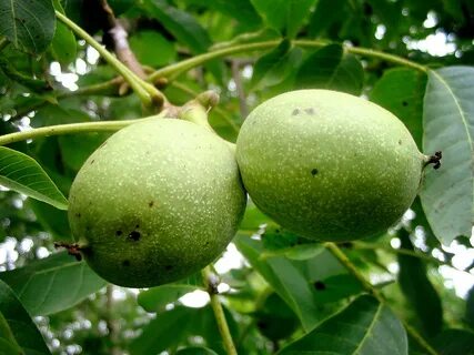 Төбедегі секс