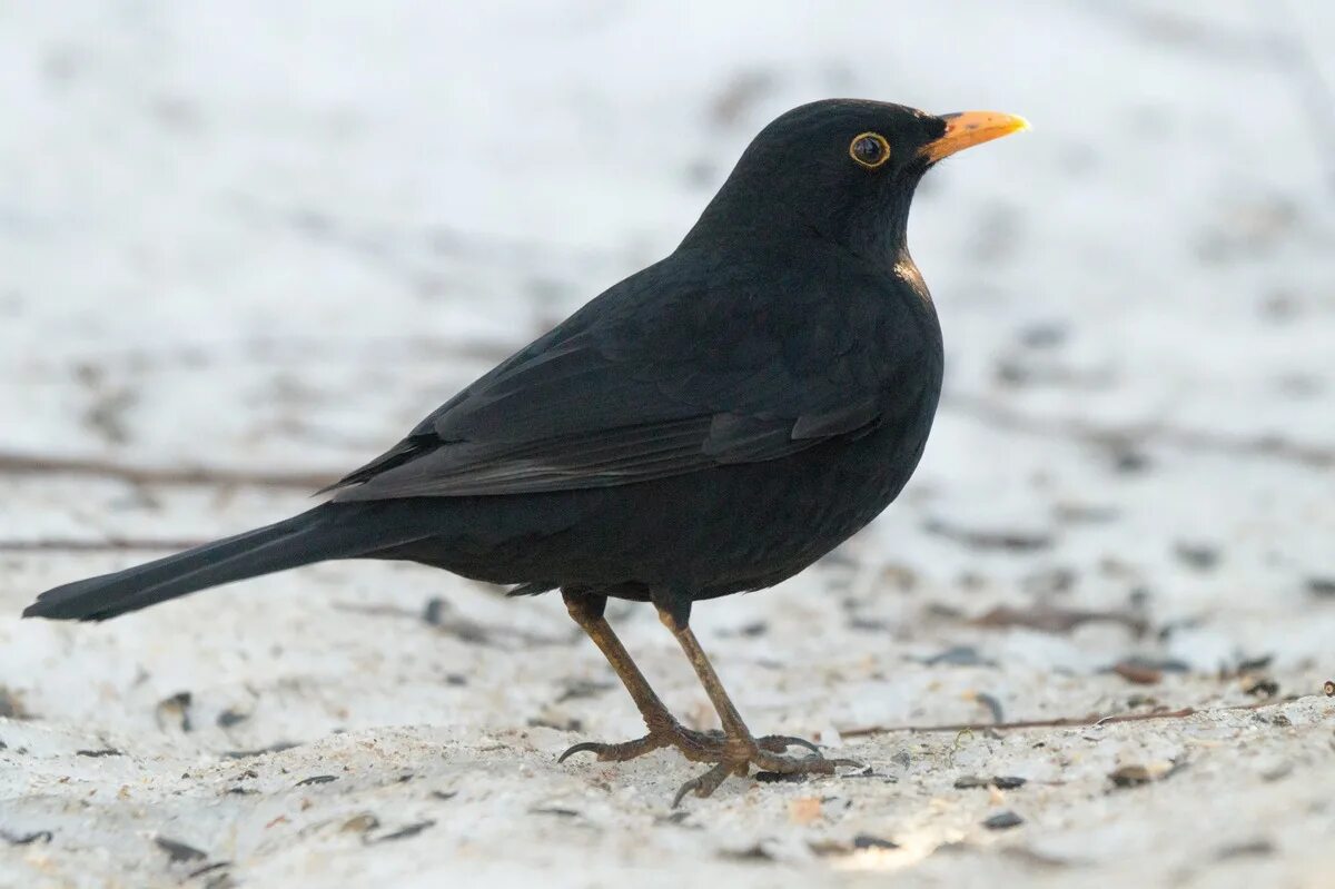 черный дрозд слушать