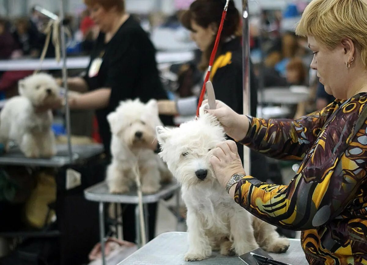 Выставки собак в москве в марте. На выставке собак. Выставочные собаки. Крокус Экспо выставки собак. Выставки собак дог в Крокус Экспо.