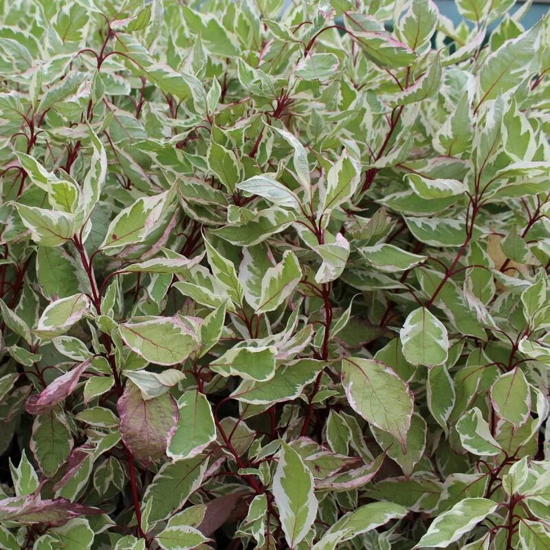 Дёрен белый sibirica variegata. Дерен белоокаймленный. Дерен сибирика вариегата. Дерен сибирика. Дерен белый сибирика вариегата.