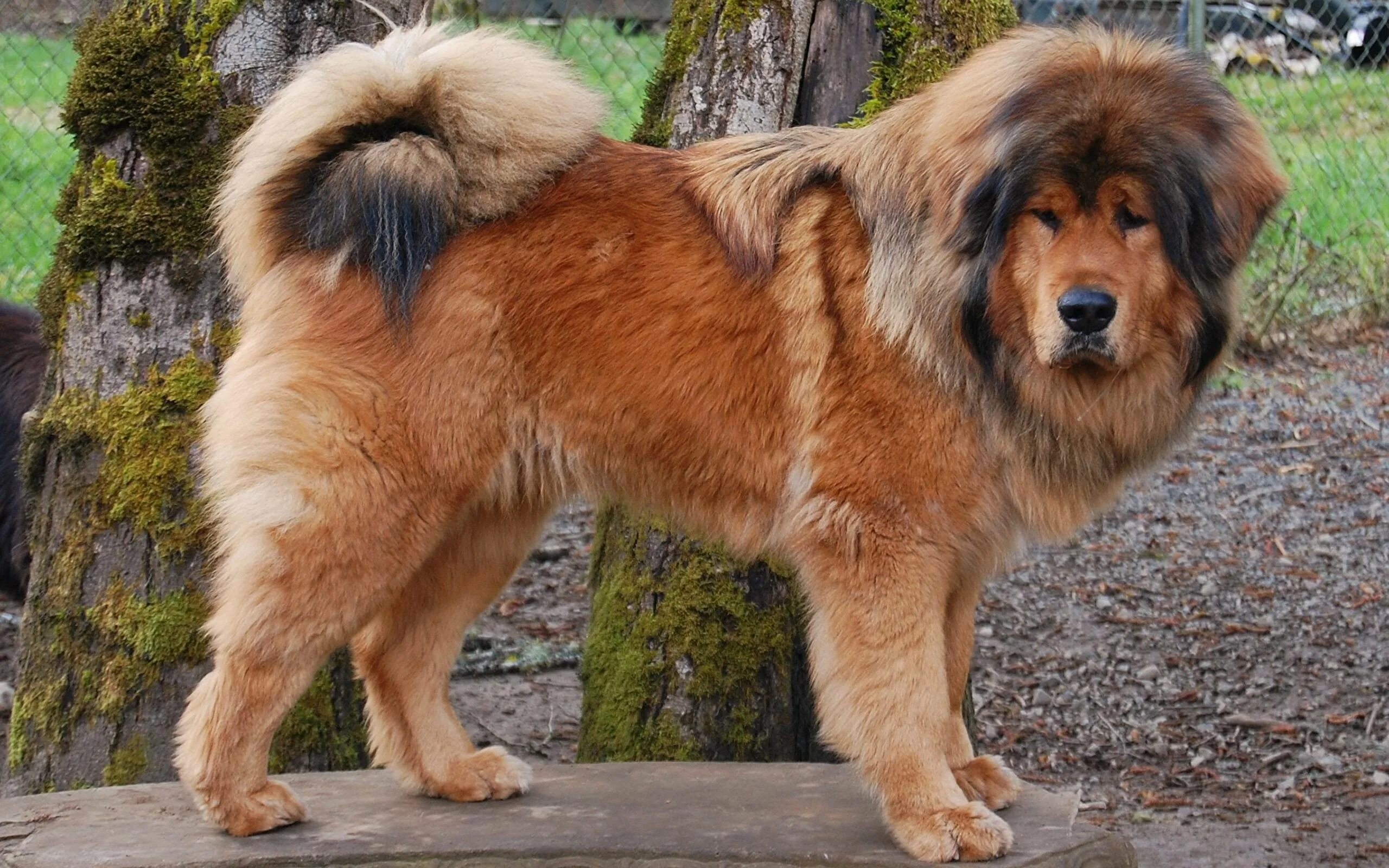 Огромная собака порода. Тибетский мастиф. Тибетский мастиф великан. Собаки породы тибетский мастиф. Леонбергер и тибетский мастиф.