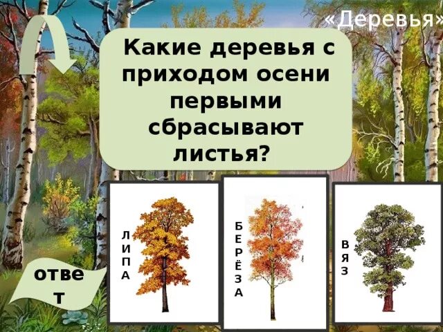 Деревья сбрасывают листья. Какие деревья сбрасывают листву. Деревья и кустарники сбрасывают листья осенью. Какие деревья сбрасывают листву первыми. Почему растения сбрасывают листья