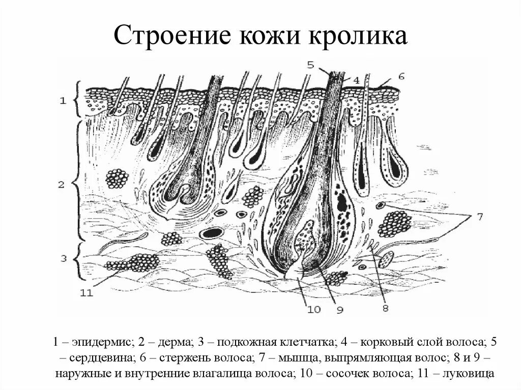 Как называется кожа животных. Строение кожи кролика. строение кожи анатомия. строение кожи рисунок. строение кожи животных.
