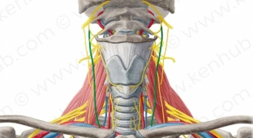 Стэнли розенберг блуждающий нерв. Вагус нерв. Атлас Неттера блуждающий нерв. Блуждающий нерв nervus Vagus. Лестничные мышцы блуждающий нерв.