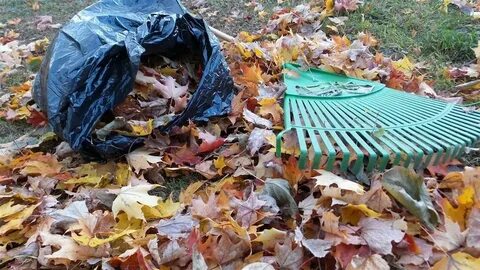 Feuille morte