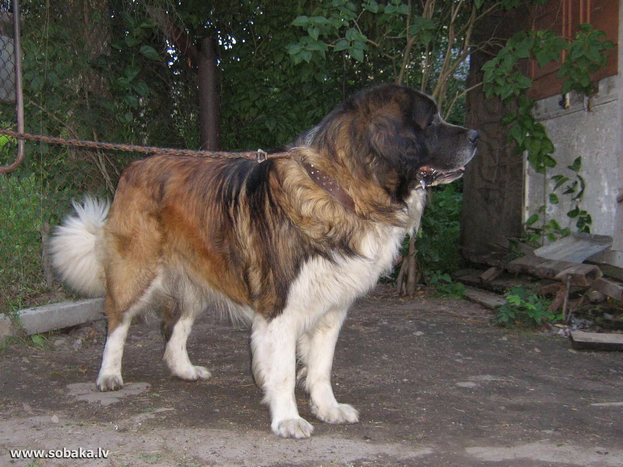 сенбернар и алабай. московская сторожевая породы собак россии. московская сторожевая овчарка. московская сторож. московская сторожевая овчарка.