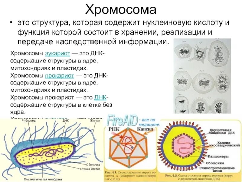 Ядро содержит наследственную информацию. Хромосома. Структура в которой ядрышки и хромосомы. Генетический материал пластид. Содержит генетическую информацию.